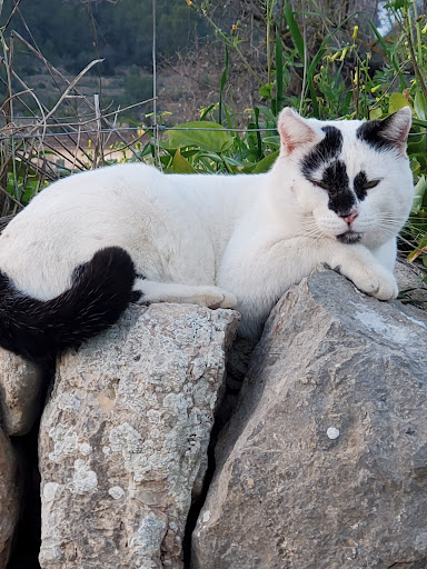 Servicio Veterinario Andratx en Andratx