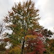 Laurel Hill Apple Orchard Recreation Area