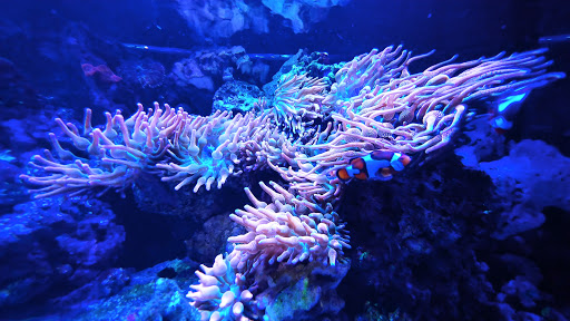 Tropical Fish Store «Aquatic Obsessions», reviews and photos, 1150 St George Ave, Avenel, NJ 07001, USA