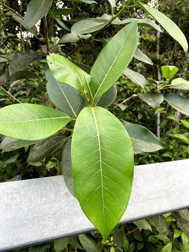 Nature Preserve «Fern Forest Nature Center», reviews and photos, 201 S Lyons Rd, Coconut Creek, FL 33063, USA