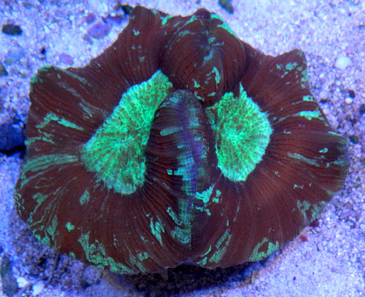 Tropical Fish Store «Saltwater Paradise», reviews and photos, 1313 W Airport Fwy, Irving, TX 75062, USA