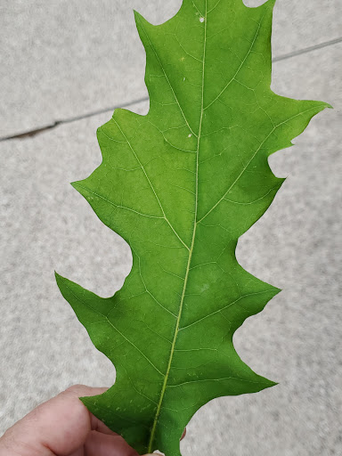 Dog Park «Bedford Bark Park», reviews and photos, 3200 Meadow Park Dr, Bedford, TX 76021, USA