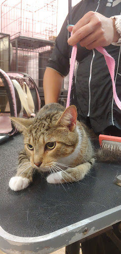 Pet Groomer «Furry Tails Pet Grooming», reviews and photos, 865 Cypress Pkwy, Poinciana, FL 34759, USA