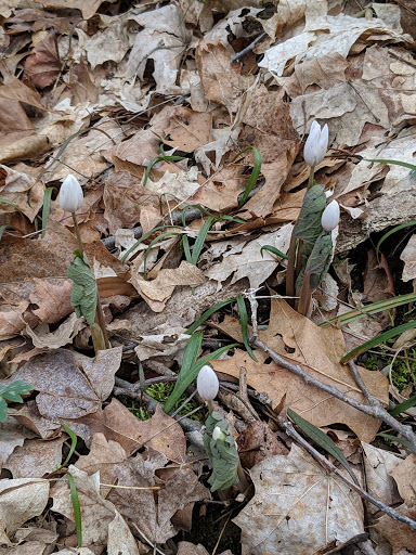 Nature Preserve «Caesar Creek Gorge State Nature Preserve», reviews and photos, 4080 Corwin Rd, Oregonia, OH 45054, USA