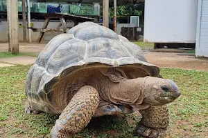 Live Turtle Museum (Singapore) image