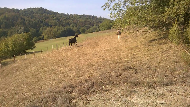 Vidéos Vacances à la ferme La Ratatouille 17058 Dego