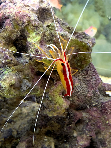 Tropical Fish Store «Nemo Aquarium», reviews and photos, 1560 Indian Trail Rd #106, Norcross, GA 30093, USA