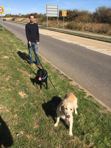 Canine Adventures Dog Walking - Dog trainer