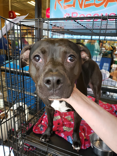 Pet Supply Store «PetSmart», reviews and photos, 3335 Cobb Pkwy NW #400, Acworth, GA 30101, USA