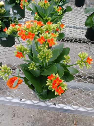 Florist «Robben Florist & Garden Center», reviews and photos, 352 Pedretti Ave, Cincinnati, OH 45238, USA