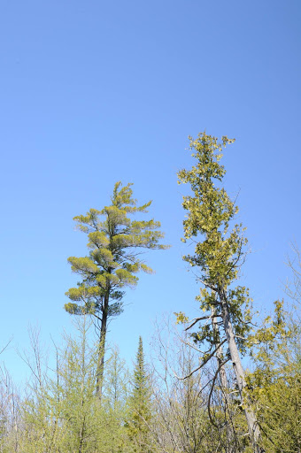 Nature Preserve «Teichner Preserve: The Leelanau Conservancy», reviews and photos, 5234 S Lime Lake Rd, Cedar, MI 49621, USA