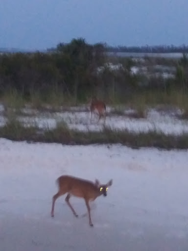 Dog Park «Zollie Young Dog Park», reviews and photos, 3829 E 43rd St, Panama City, FL 32404, USA