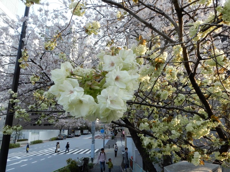 御衣黄桜