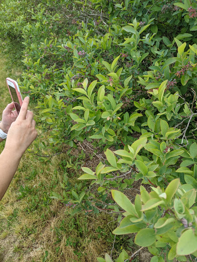 Produce Market «Mt Olympus Berry Farm», reviews and photos, 23298 Jefferson Davis Hwy, Ruther Glen, VA 22546, USA