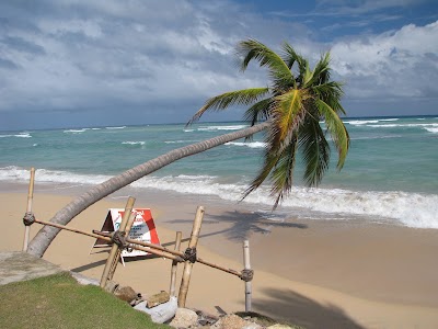 Photos of Tropical Treasure