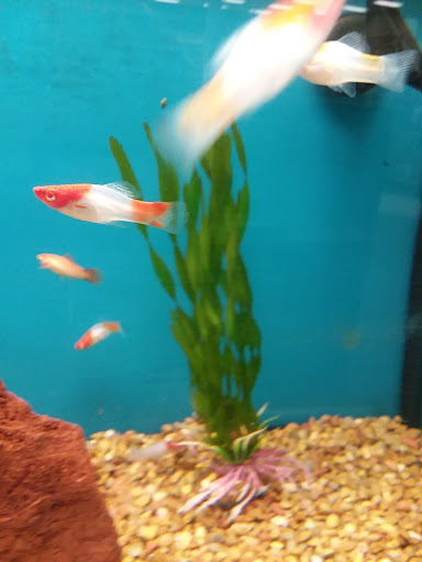 Pet Supply Store «Petco Animal Supplies», reviews and photos, 4209 Wheaton Way, Bremerton, WA 98310, USA