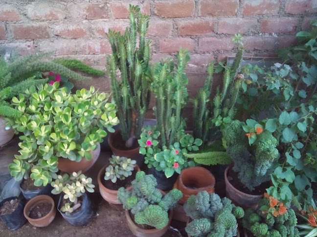 Mercedes Soto Garden - Centro de jardinería