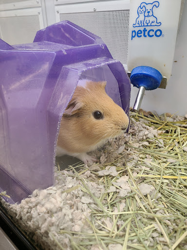 Pet Supply Store «Petco Animal Supplies», reviews and photos, 8700 Preston Rd #105, Plano, TX 75024, USA