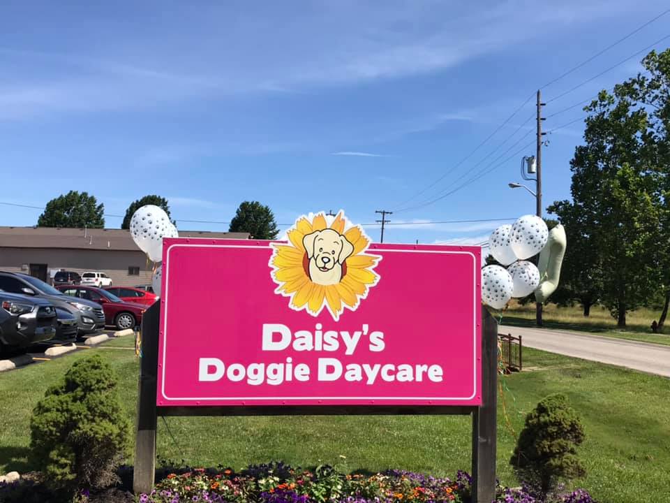 Daisy's Doggie Daycare