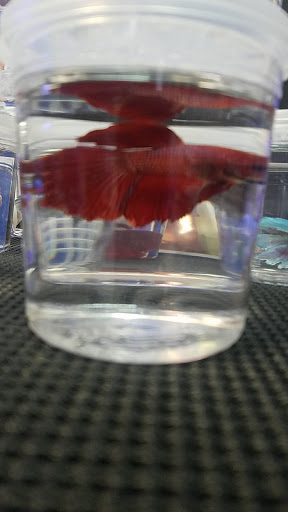 Aquarium «Dream Aquarium 1», reviews and photos, 6900 W 32nd Ave #9, Hialeah, FL 33018, USA