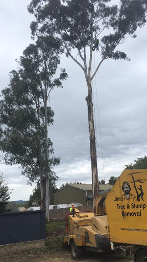 Tree pruning Melbourne