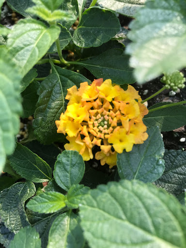 Garden Center «Lake Anna Nursery», reviews and photos, 71 Oak Grove Dr, Mineral, VA 23117, USA