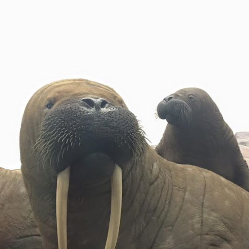 Art Museum «Carnegie Museum of Art», reviews and photos, 4400 Forbes Ave, Pittsburgh, PA 15213, USA