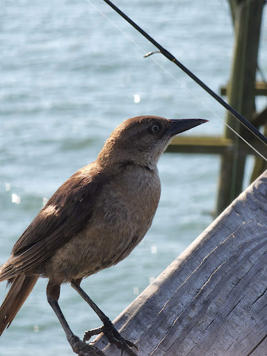 Fishing Pier «The Pier At Garden City», reviews and photos, 110 S Waccamaw Dr, Murrells Inlet, SC 29576, USA