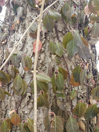 Amusement Park «Meadowmere Park», reviews and photos, 13610 Byars Rd, Grandview, MO 64030, USA