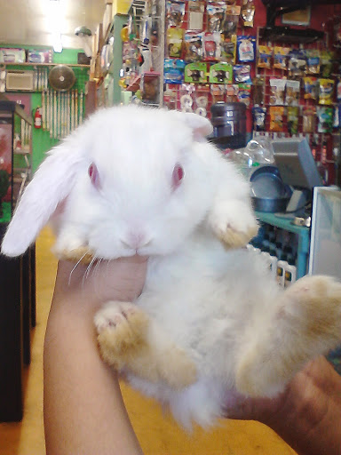 Pet Supply Store «Rutser Pet Store», reviews and photos, 5418 E Beverly Blvd, East Los Angeles, CA 90022, USA