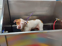 The Yuppy Puppy - Photo 7 - Car repair in Spokane, WA, Spokane