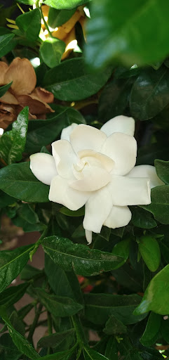 Plant Nursery «San Gabriel Nursery & Florist», reviews and photos, 632 S San Gabriel Blvd, San Gabriel, CA 91776, USA