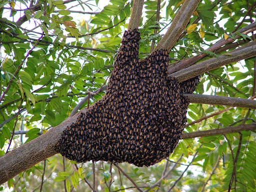 Hive Pro Bee Removal Inc.