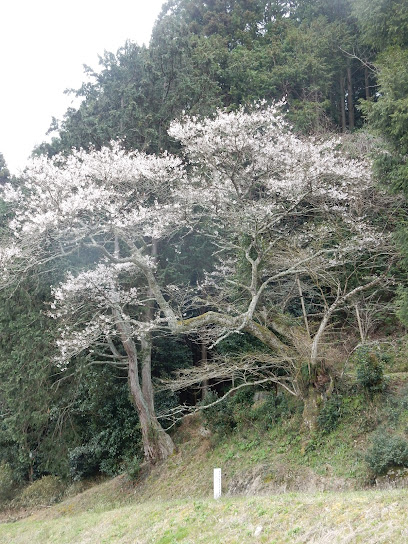 竪皮桜【市指定特別天然記念物】