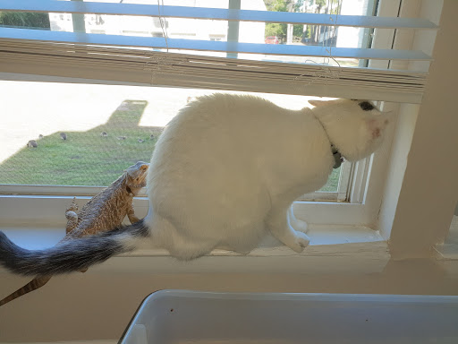 Pet Supply Store «PetSmart», reviews and photos, 101 Pavilion Pkwy, Fayetteville, GA 30214, USA