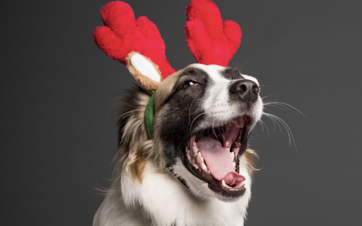 Pet Supply Store «EarthWise Pet Supply», reviews and photos, 6668 Thomasville Rd, Tallahassee, FL 32312, USA