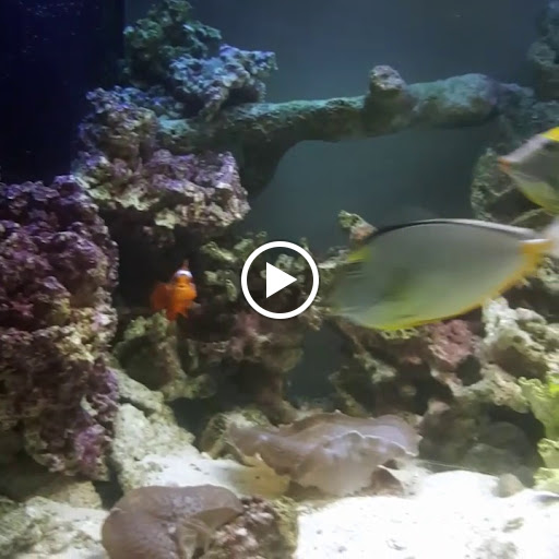 Aquarium «Aquatic Jewels», reviews and photos, 2141 Stirling Rd, Fort Lauderdale, FL 33312, USA