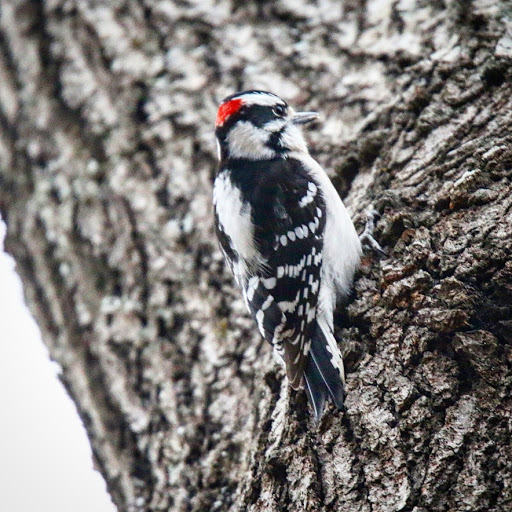 Nature Preserve «Reynolds Nature Preserve», reviews and photos, 5665 Reynolds Rd, Morrow, GA 30260, USA