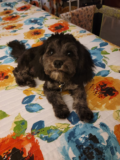 Pet Supply Store «Petco Animal Supplies», reviews and photos, 26 Coliseum Crossing, Hampton, VA 23666, USA