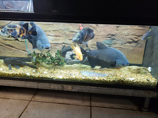 Pet Store «WorldWide Fish & Pets», reviews and photos, 61 Amity Rd, New Haven, CT 06515, USA