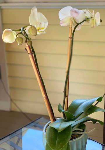 Florist «Jephry Flower Studio», reviews and photos, 432 Broadway, Providence, RI 02909, USA