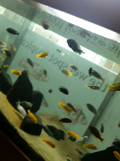 Pet Supply Store «Wet Spot Tropical Fish», reviews and photos, 4310 NE Hancock St, Portland, OR 97213, USA