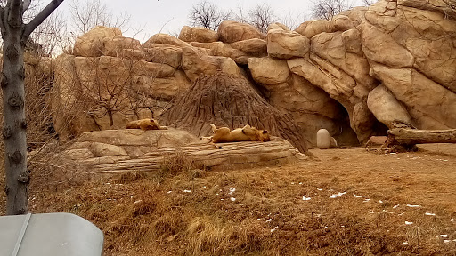 Zoo «Denver Zoo», reviews and photos, 2300 Steele St, Denver, CO 80205, USA