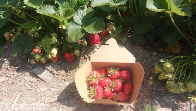 Les Fruits d'Epaumesnil à Épaumesnil