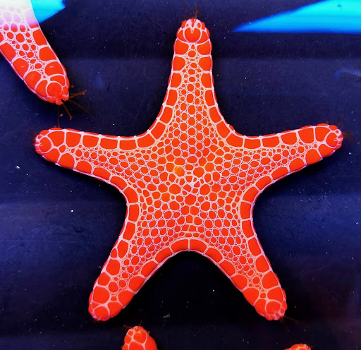 Pet Supply Store «Exotic Aquatic», reviews and photos, 275 E Oakland Park Blvd, Fort Lauderdale, FL 33334, USA