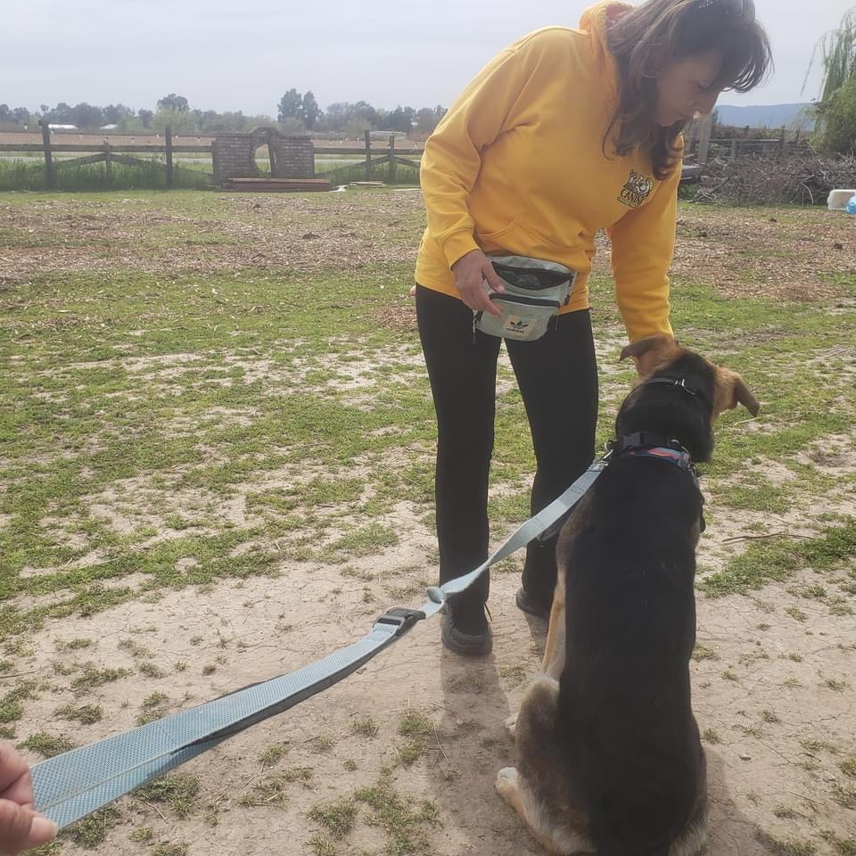 Canine Construction Professional Dog Training