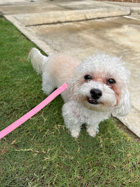 Paw Time Favorite Pet Sitting & Dog Walking - Photo 7 - Car repair in , San Antonio