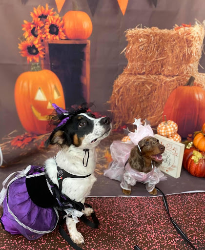 Pet Store «Woof Gang Bakery & Grooming Apopka», reviews and photos, 1511 Rock Springs Rd, Apopka, FL 32712, USA