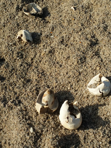 Park «Juno Dunes Natural Area», reviews and photos, 14501 US-1, Juno Beach, FL 33408, USA