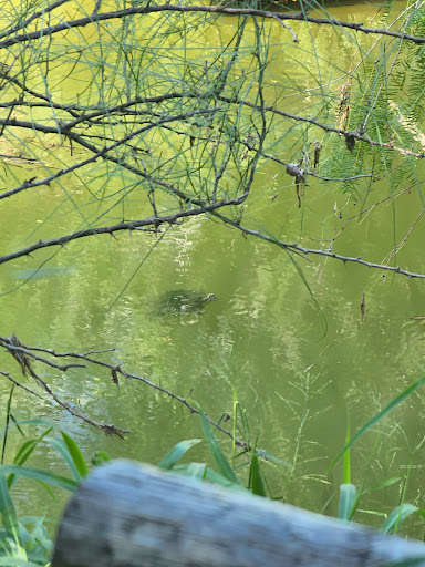 Park «Hugh Ramsey Nature Park», reviews and photos, 1000 TX-499 Loop, Harlingen, TX 78550, USA